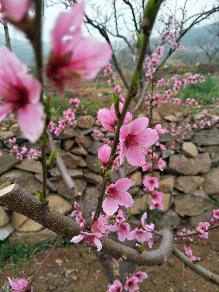 枣庄山亭湖沟第三届桃花节开幕