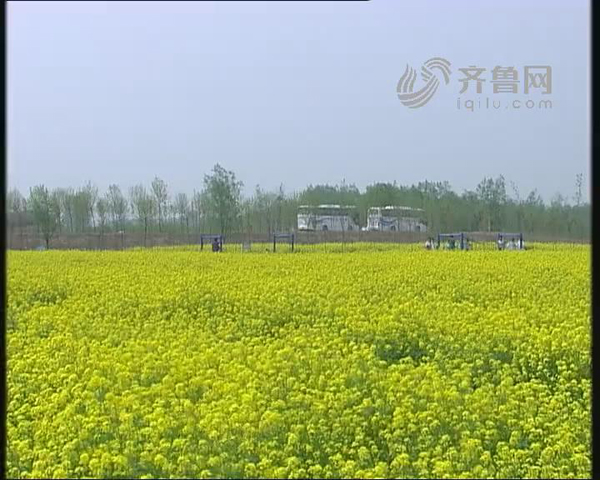 齐河第三届油菜花文化旅游节开幕