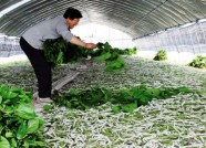 中国蚕学会蚕种分会成立 助推潍坊“蚕丝经济”发展