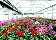 潍坊青州创新花卉旅游新模式 增强“游购”互动