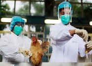 潍坊召开禽流感及鸟类等野生动物疫源疫病监测防控工作会议