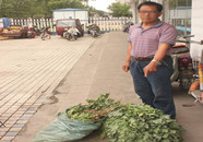临朐一男子轻信罂粟能治病  种植220株被拘留