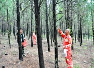 潍坊国有林场请来100万只“天牛克星” 保护森林资源