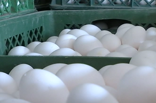 79秒 | 鸡蛋价格一跌再跌 烟台养殖户5个月亏损百万