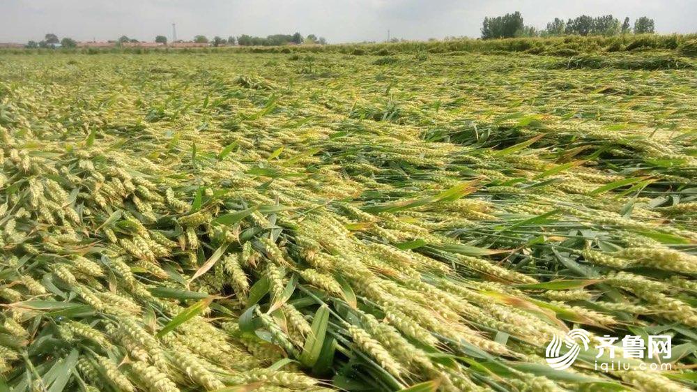 淄博大风降雨致临淄8.2万亩小麦倒伏 保险赔付