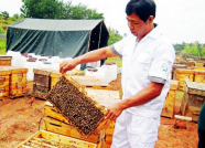 山东养蜂产业论坛在青州举办 助推“中国蜜蜂之乡”创新路