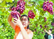 潍坊18处园区入选水果标准化示范园创建名单