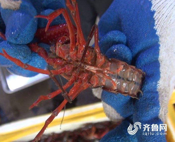 济南现蓝色小龙虾 海鲜市场鲜见 疑观赏虾混
