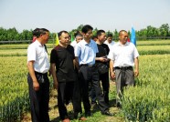 潍坊举办小麦品种展示示范现场观摩会 展示小麦良种39个