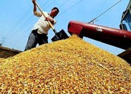潍坊启动夏粮收购工作 已收购新小麦近2.6万吨