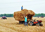 潍坊市小麦收获过半 已播种玉米逾148万亩
