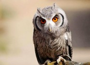 两只国家二级重点保护动物短耳鸮在潍坊成功获救