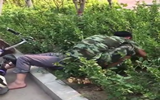 聊城：老人饮酒后晕倒在绿化带 消防战士及时伸手救援