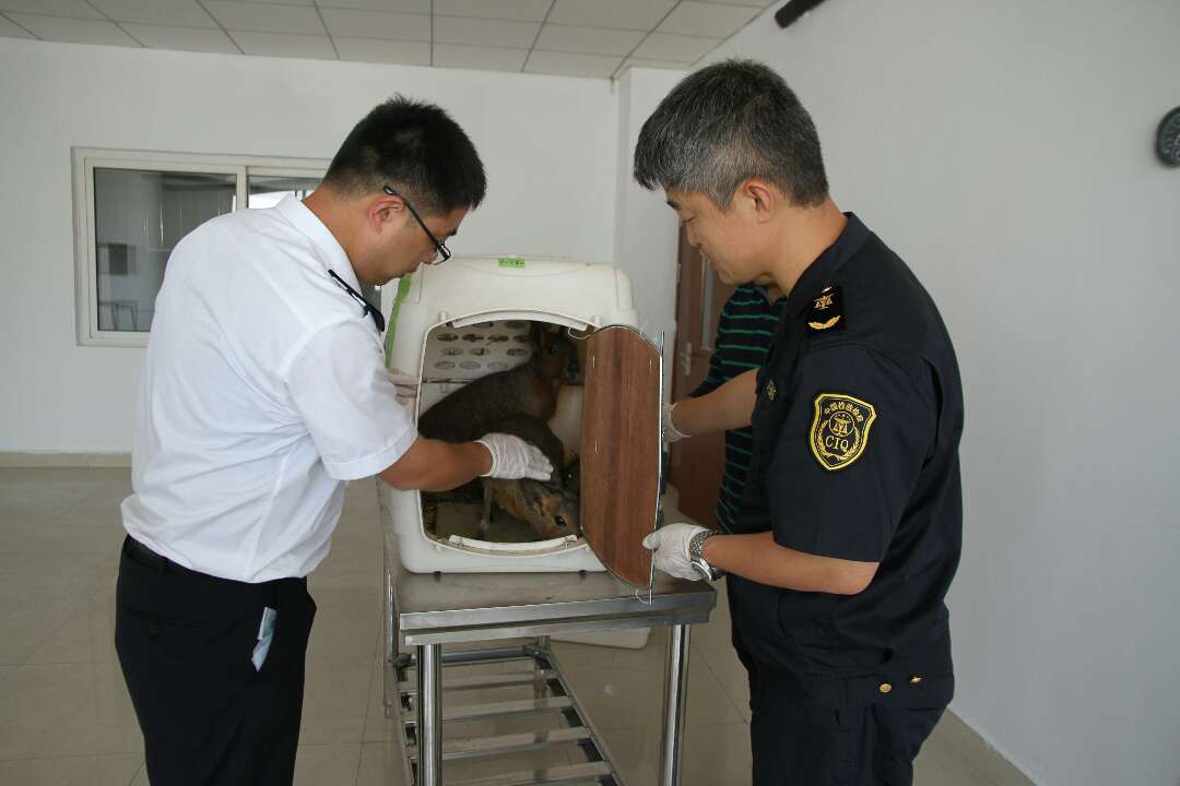 山东口岸首次入境活体兔豚鼠 将亮相霞口野生