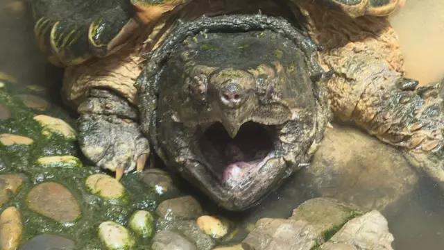 济南长清湖现80厘米长鳄鱼龟 专家：外来物种不可放生