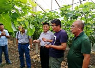 潍坊举办葡萄标准化示范园创建项目高级培训班 推广科学种植