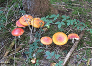 潍坊市疾控中心温馨提示：切勿采食野生蘑菇谨防中毒