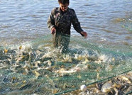 潍坊晒渔业规模化发展“成绩单” 过亿元品种达20个