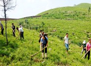 青州晒出雨季造林“成绩单” 种植苗木突破200万株