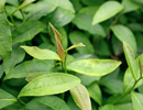 1000亩茶园拿到检疫证明，泰安出现首个茶叶出口种植场