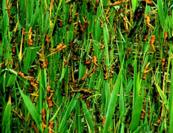 潍坊峡山库区局部发现大量蝗虫：已得到有效控制