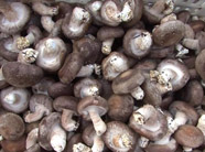 中国菌菇产业流通峰会滨州惠民召开 共商食用菌产业发展