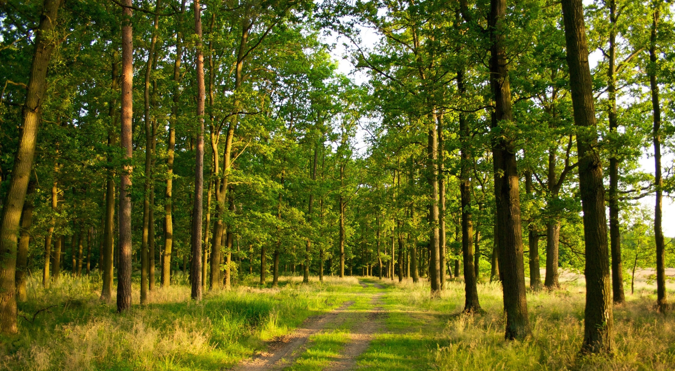 枣庄市建成首个国家重点林木良种基地