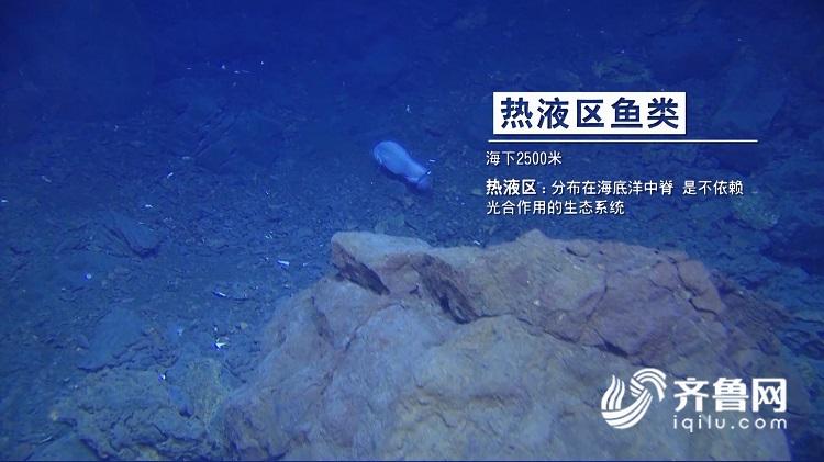 (蜘蛛蟹:海下2000米冷泉区.)