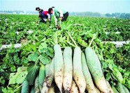 潍坊“潍县萝卜”种植大户达700户 单户种植面积最高700亩