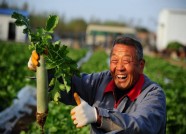 2017年潍县萝卜品牌大赛举办 种植30亩以上可报名