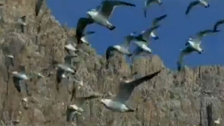 85秒丨候鸟又飞到长岛，是他们30年守候候鸟迁徙线