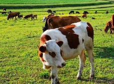 山东畜牧业总产值超过7500亿 产业规模稳居全国第一