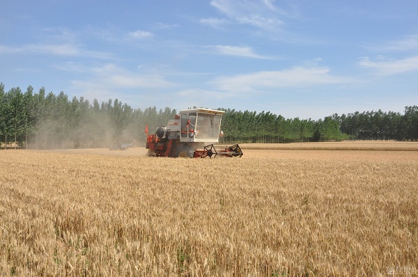 潍坊坊子区投百万资金实施良种良法配套 小麦良种覆盖率100%