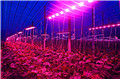 寿光农民种菜用上“高科技” Led灯光种植增产30%