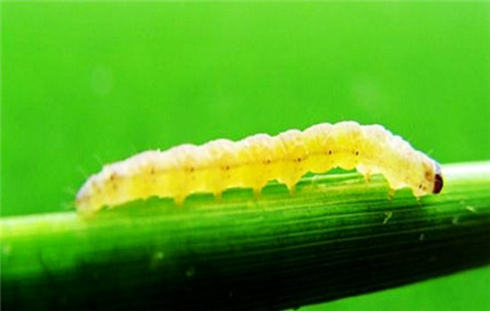山东开展重大病虫害越冬基础调查 玉米螟高于去年同期