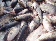 山东省食药监公布抽检结果，这些品牌的鱼肉千万别买！