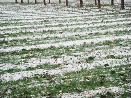 山东部分地区冬小麦进入越冬期 旱地墒情持续不足