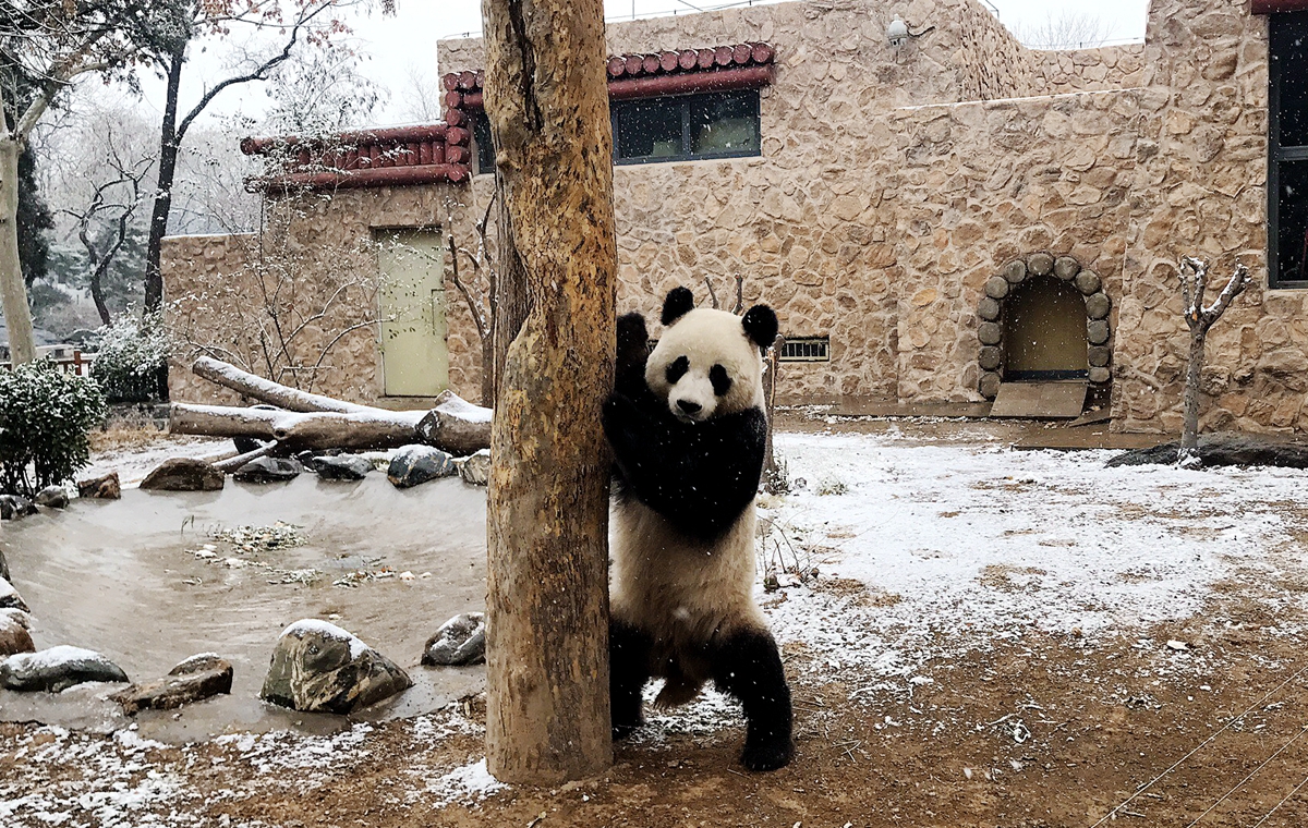 萌化了！济南迎今冬首场降雪 动物园大熊猫雪地撒欢