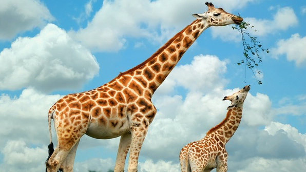 齐河动植物园迎来32头非洲长颈鹿，网友：不带围脖冷不冷？