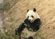 定了！12月29日起去泰安天颐湖看熊猫，84秒带你先睹为快