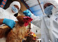 日照莒县一村民被确诊为H7N9禽流感