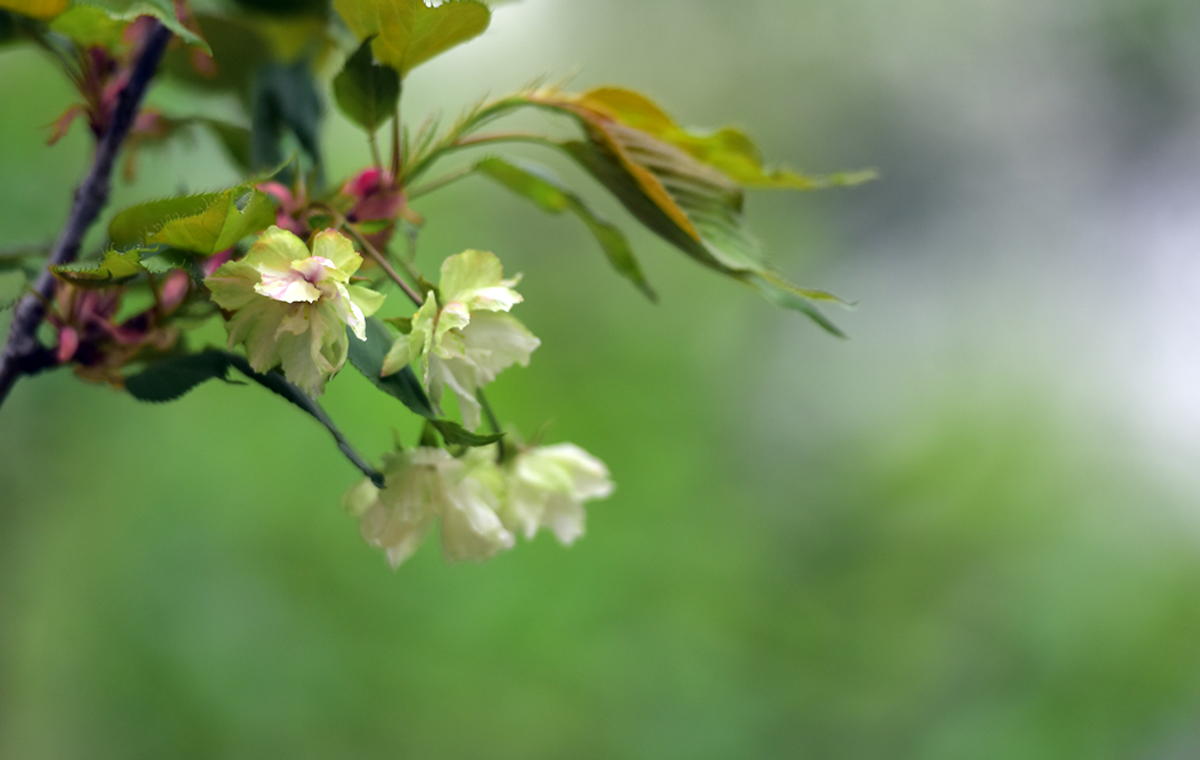 错过今天再等一年！济南唯一一片绿色樱花进入观赏期