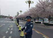 潍坊市人民广场全力奋战 保障赏樱环境和秩序