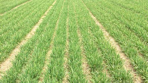 山东调整2018小麦种植保险政策 每亩保费由15元提高到18元
