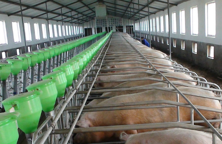滕州新增12家枣庄市级以上畜禽标准化示范场