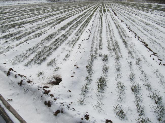 山东小麦处于越冬期 大部分农田土壤墒情适宜