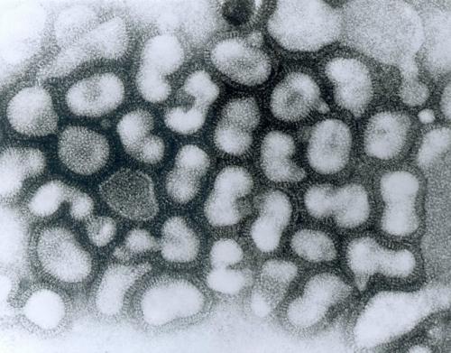 注意！3月或来新一波流感，乙型BY病毒向甲型H1N1型转变