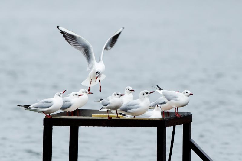 萌萌的“稀客”来了！百余只燕鸥现身枣庄东湖公园