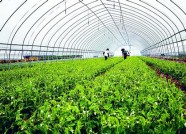定了！2018年潍坊市水肥一体化技术新增面积15.6万亩