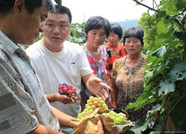 临朐县深化农业供给侧结构性改革 助推乡村产业振兴
